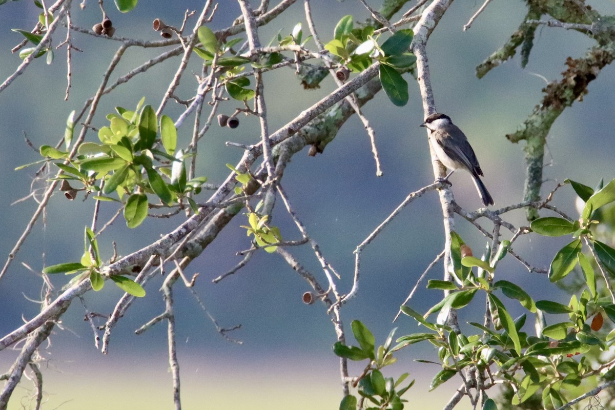 Carolina Chickadee - ML637596256