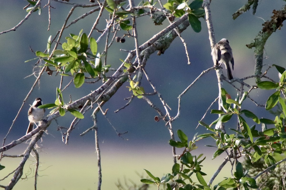 Carolina Chickadee - ML637596257