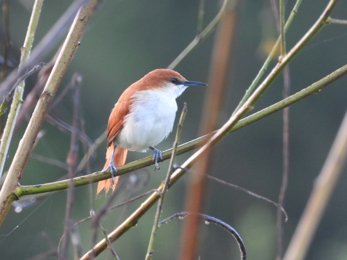 Red-and-white Spinetail - ML637596260
