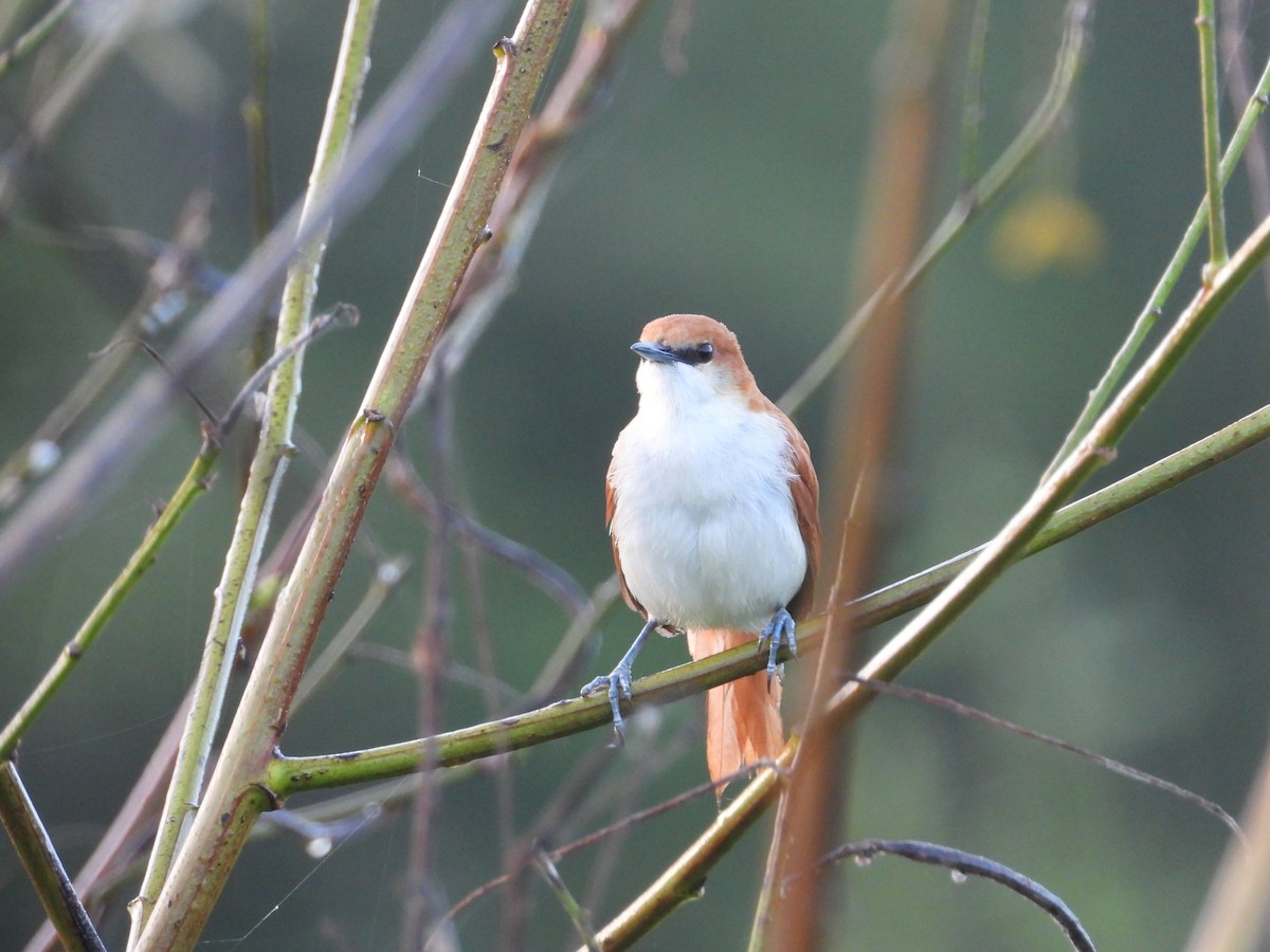 Red-and-white Spinetail - ML637596261