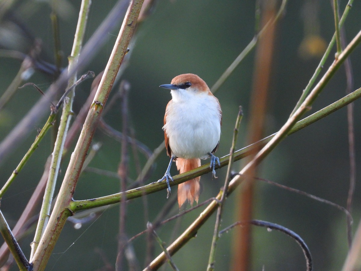 Red-and-white Spinetail - ML637596262