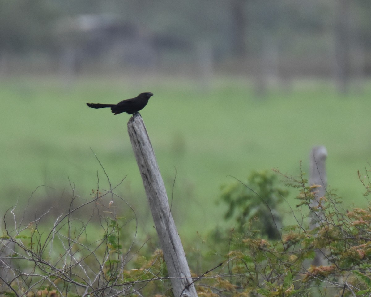 Smooth-billed Ani - ML637596284