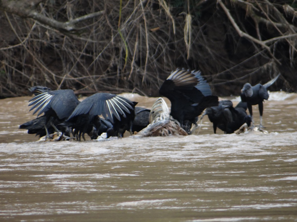 Black Vulture - Ariel  Salinas