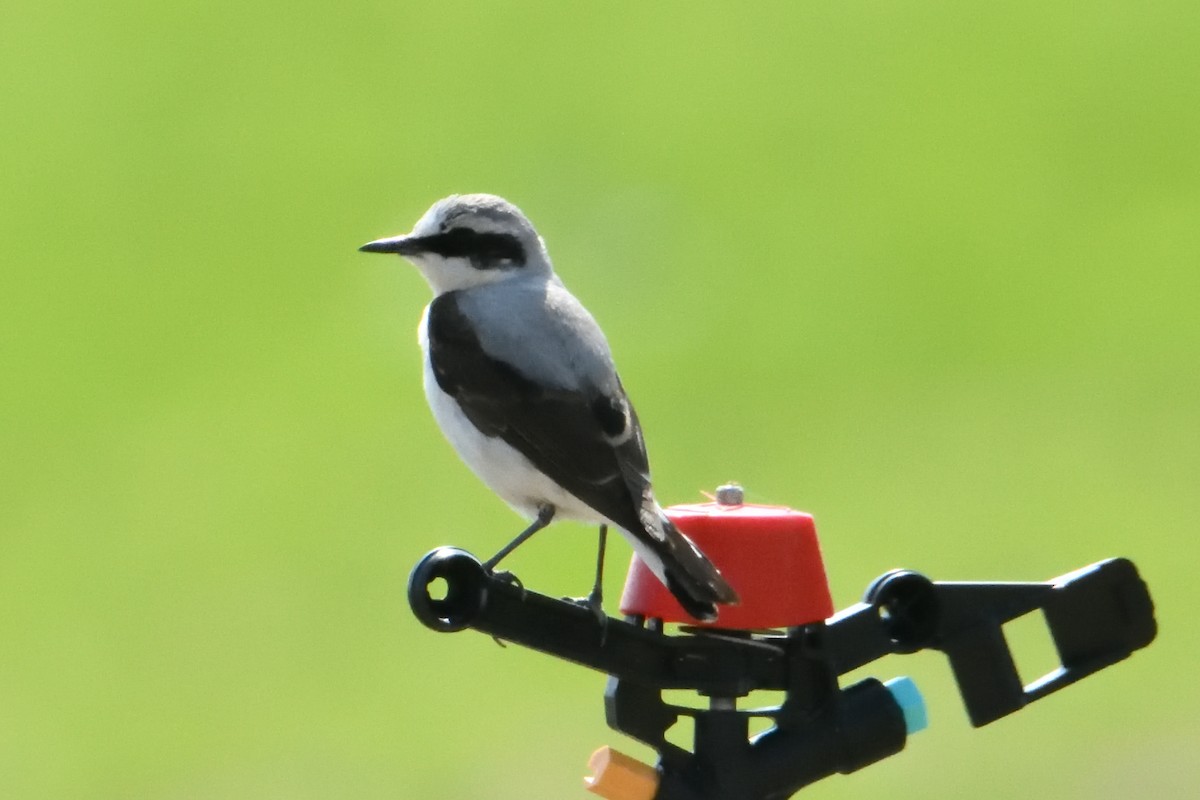 Northern Wheatear - ML637596355