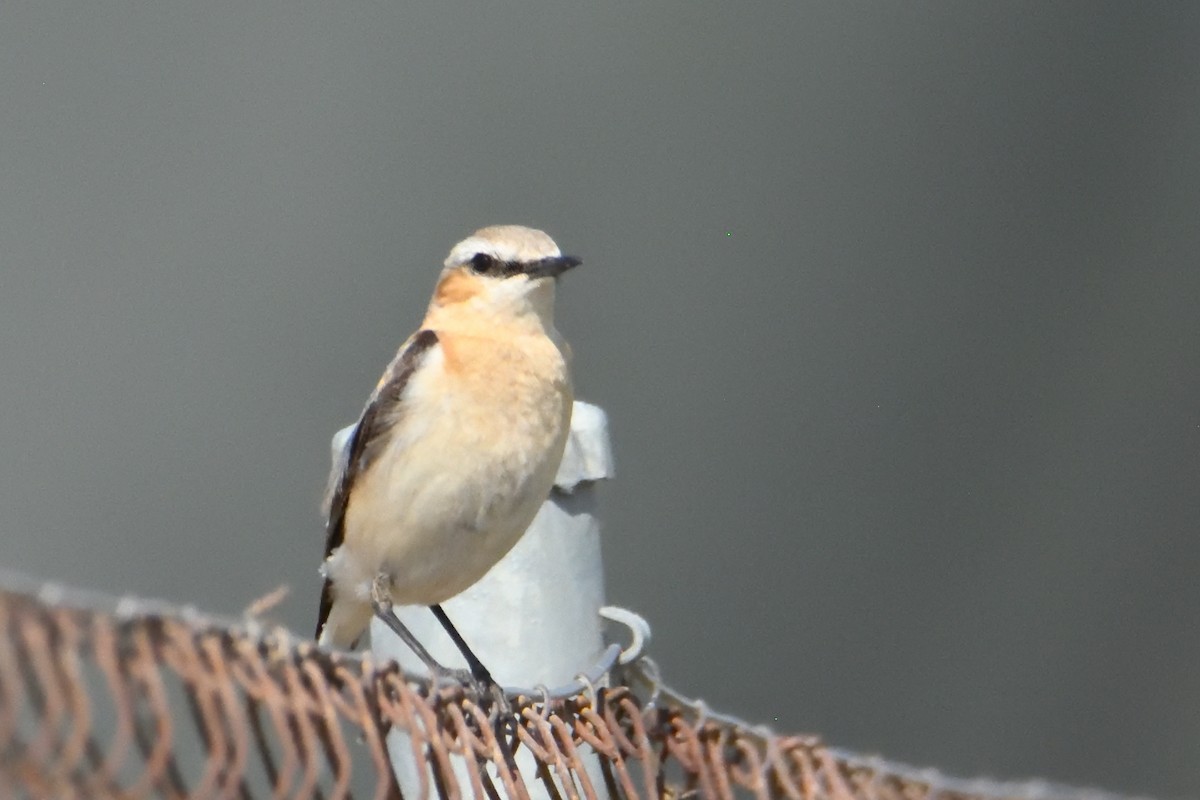 Northern Wheatear - ML637596357