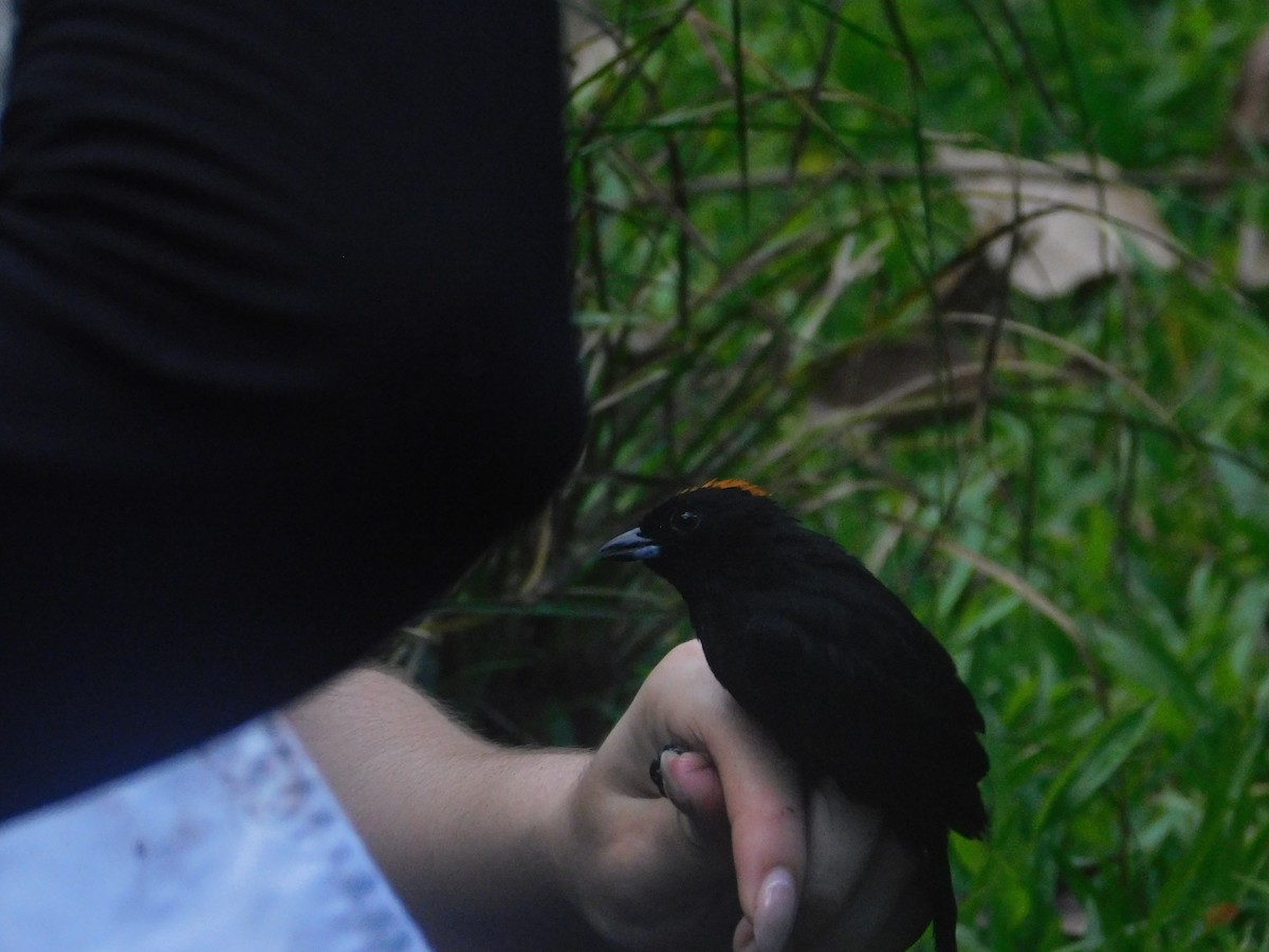 Tawny-crested Tanager - ML637596358