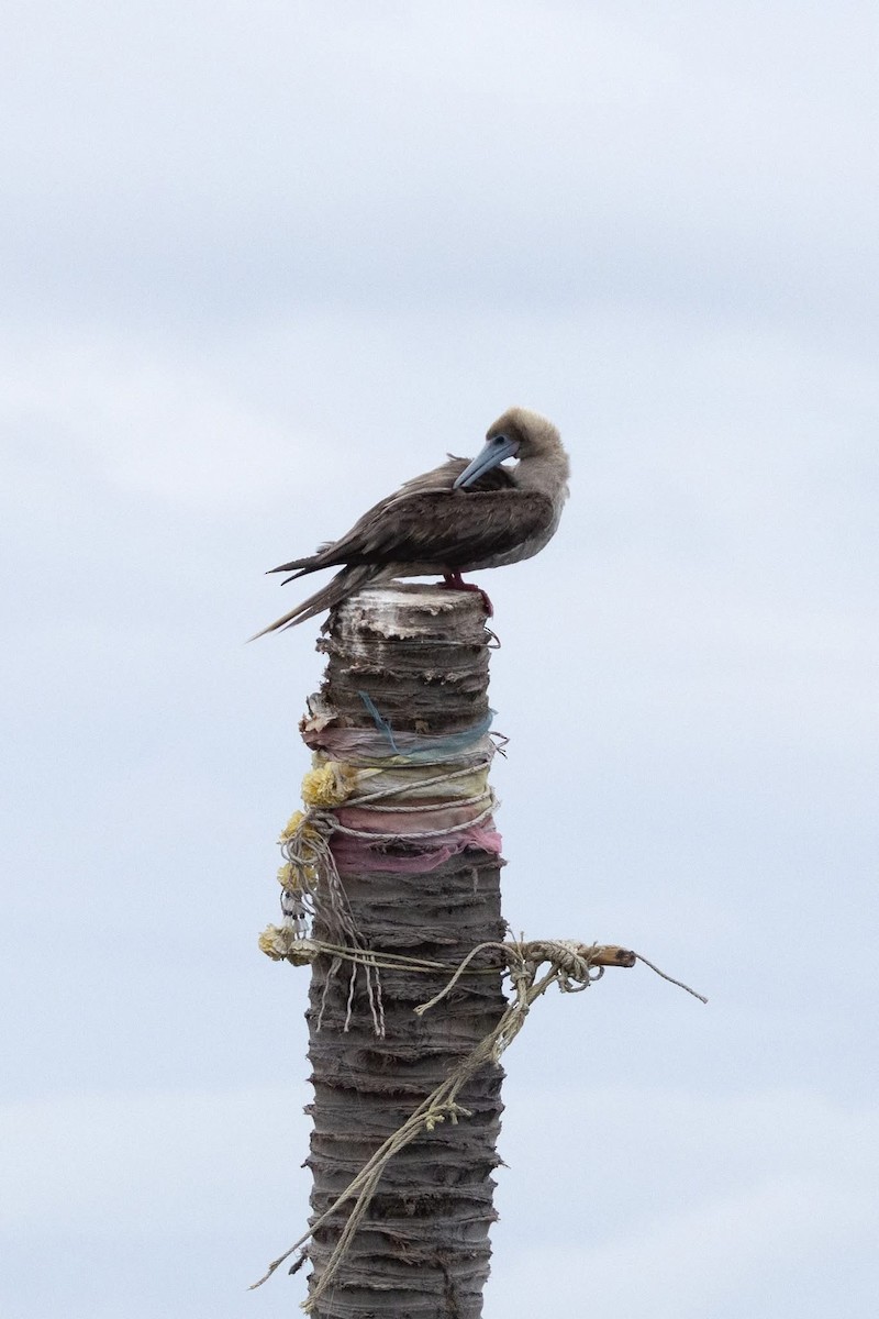 Red-footed Booby - ML637596366