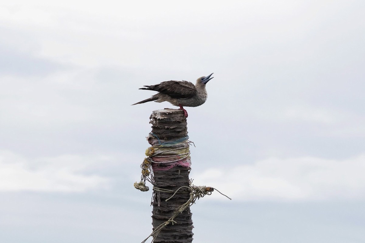 Red-footed Booby - ML637596367