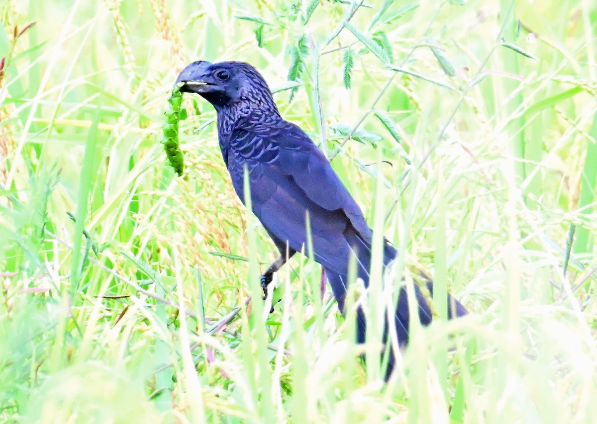 Smooth-billed Ani - ML637596406