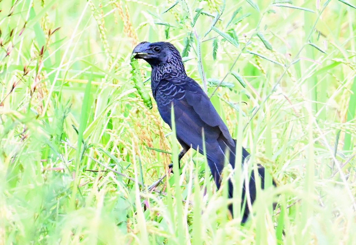 Smooth-billed Ani - ML637596408