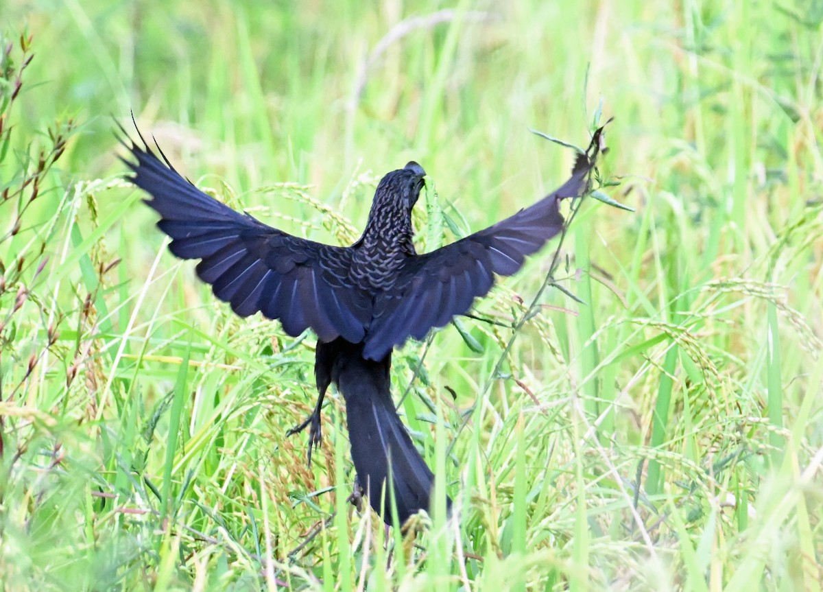Smooth-billed Ani - ML637596411