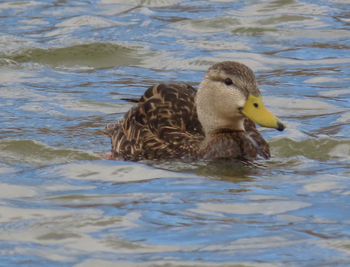Mexican Duck - ML637596413