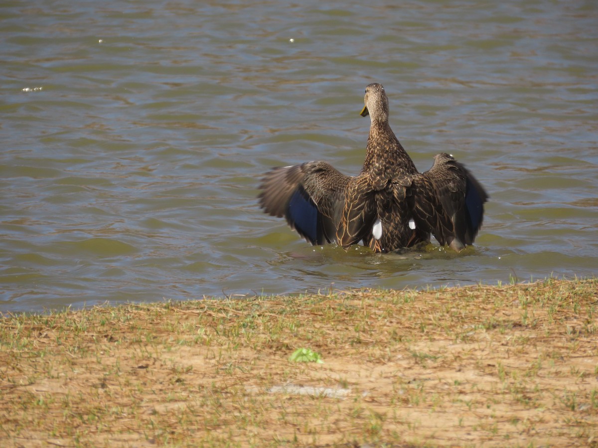 Mexican Duck - ML637596416