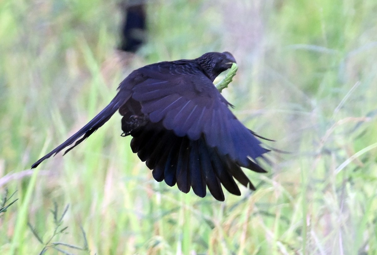 Smooth-billed Ani - ML637596421