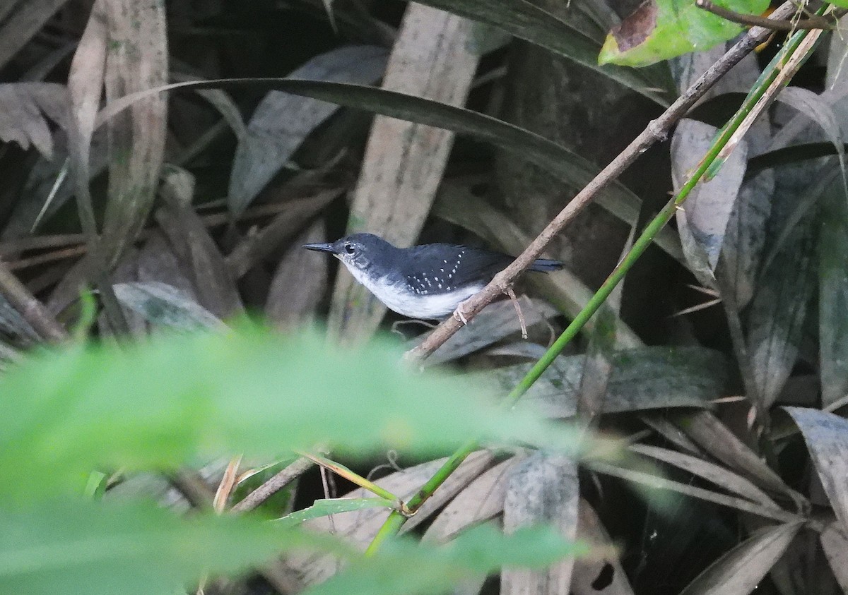 Silvered Antbird - ML637596464