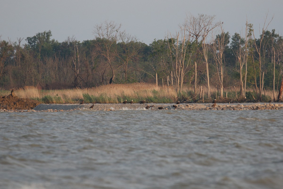 Bald Eagle - ML637596483