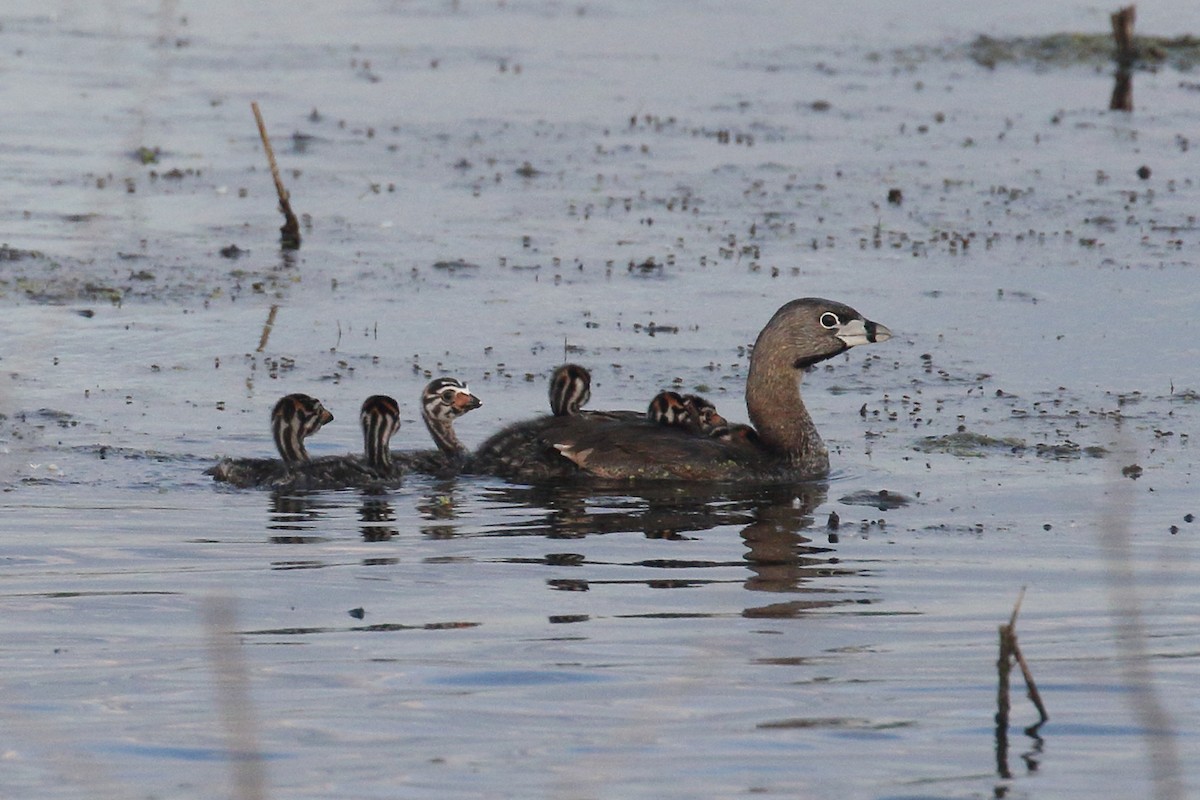 Pied-billed Grebe - ML637596509