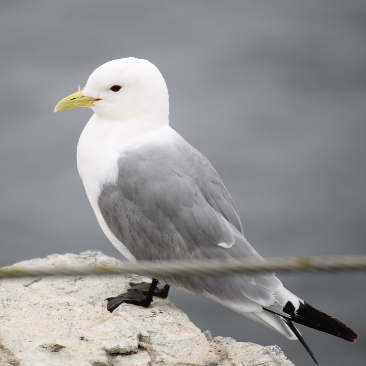 Black-legged Kittiwake - ML637596520