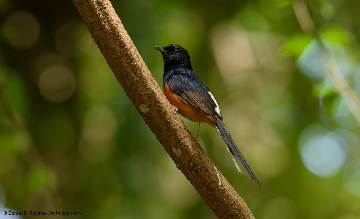 White-rumped Shama - ML637596532