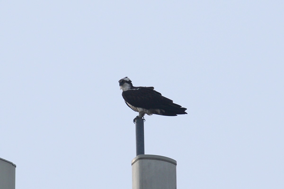 Osprey - ML637596551