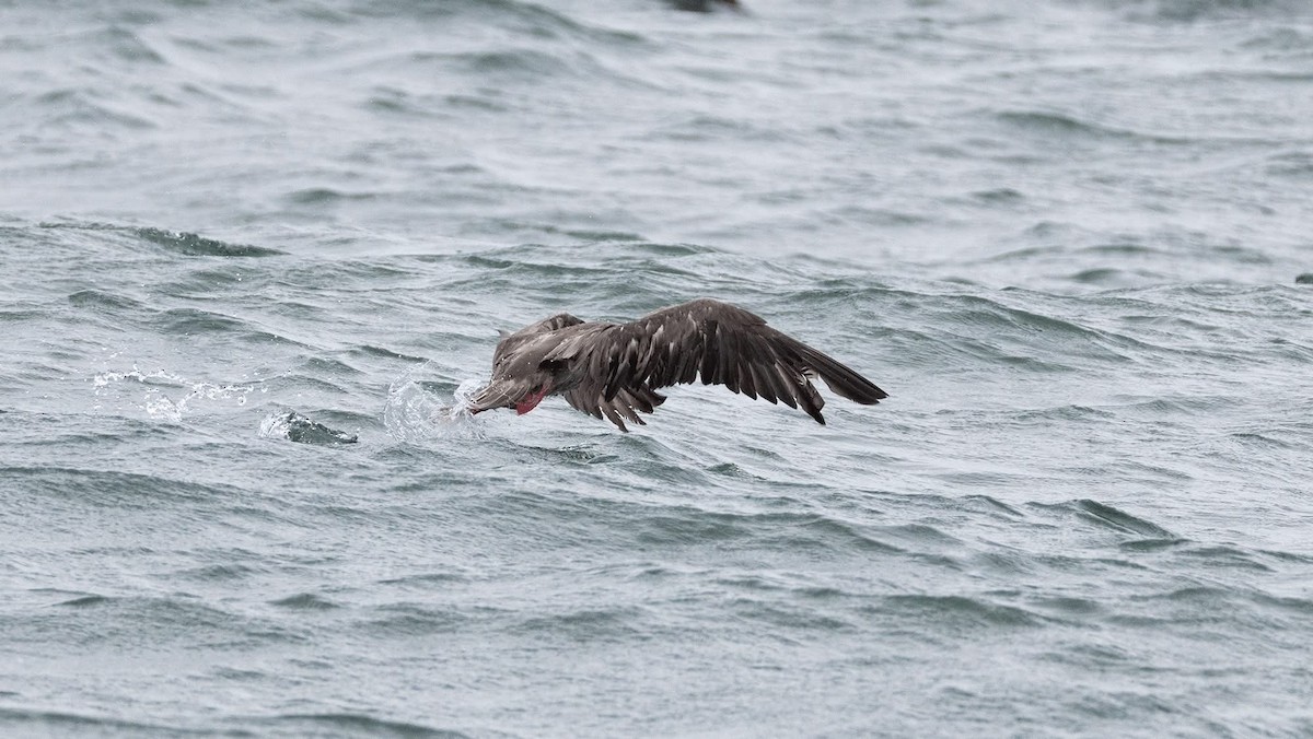 Red-footed Booby - ML637596564