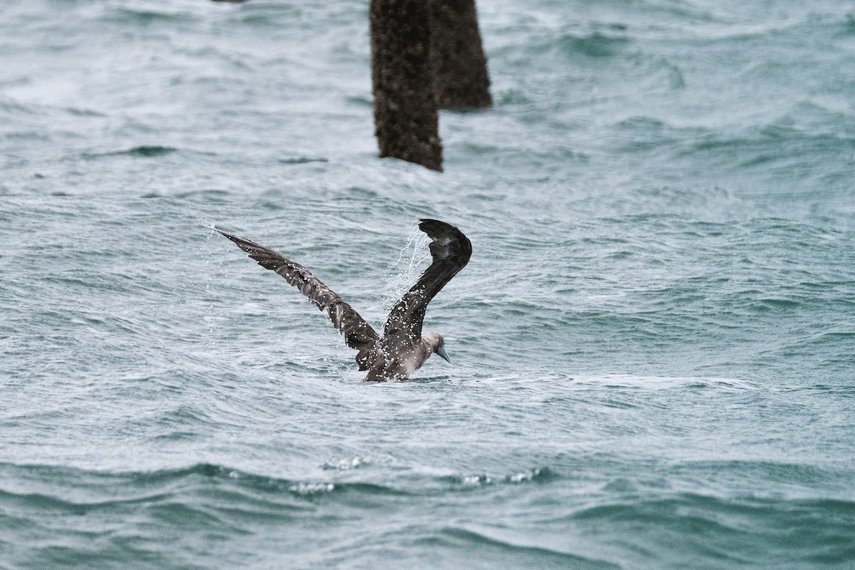 Red-footed Booby - ML637596571