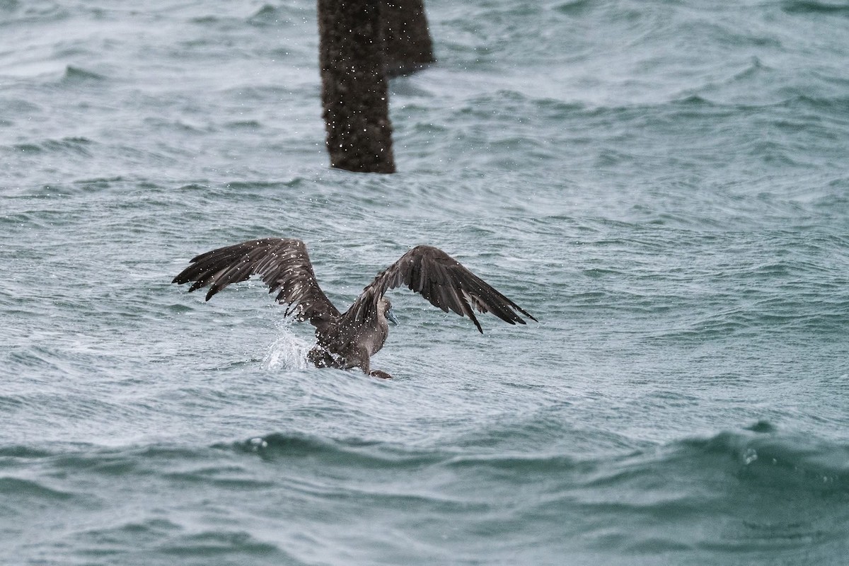 Red-footed Booby - ML637596572