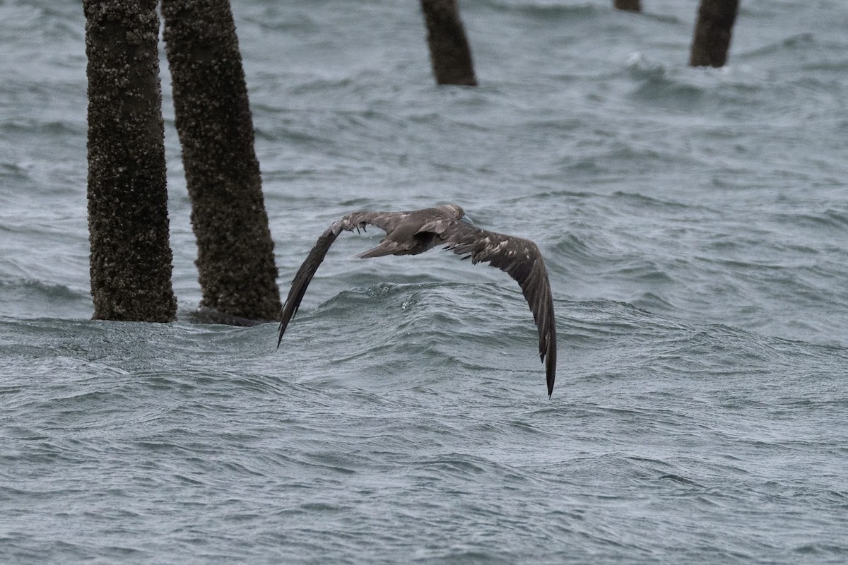Red-footed Booby - ML637596573