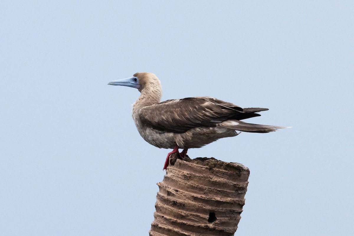 Red-footed Booby - ML637596579