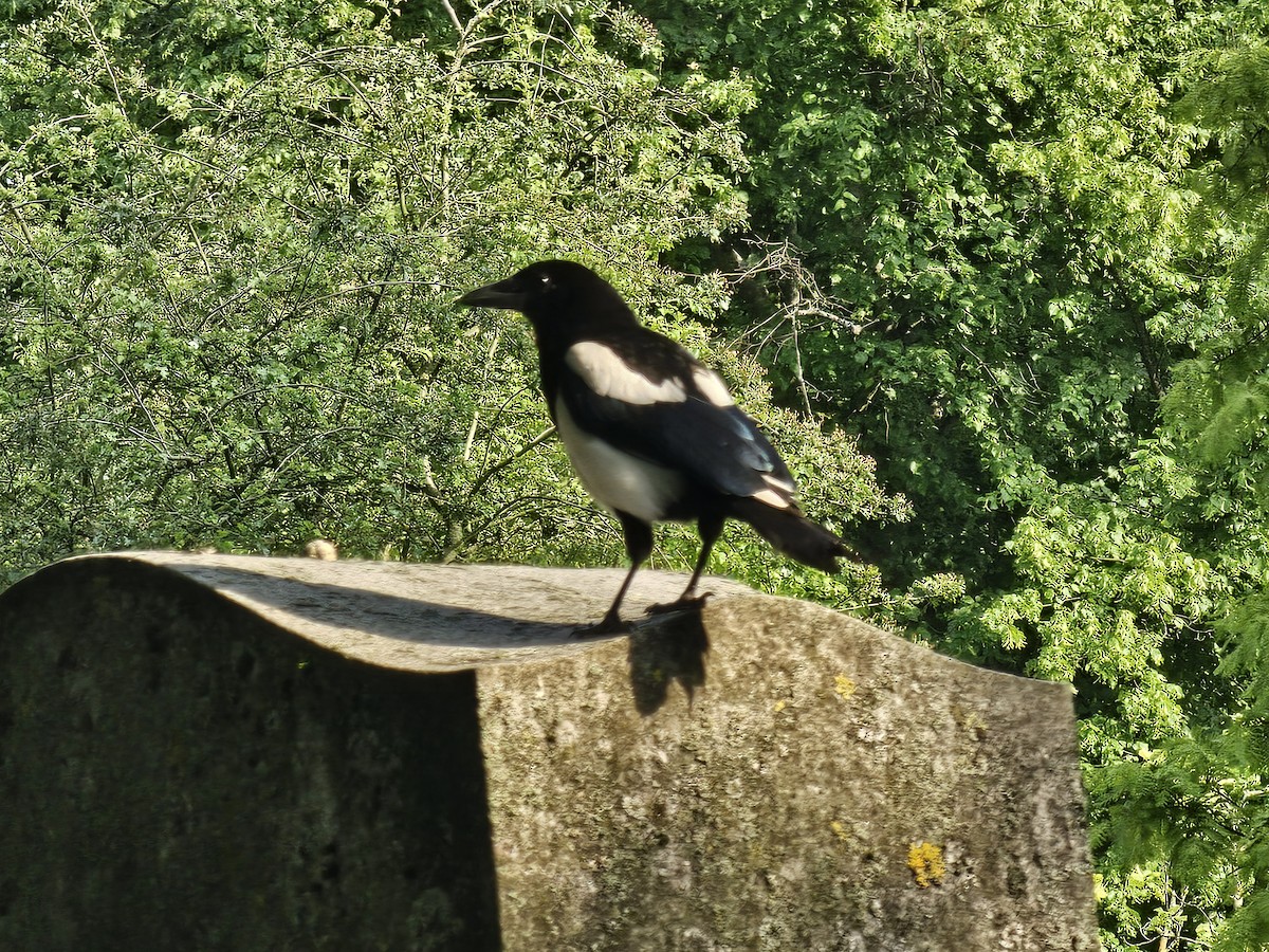 Eurasian Magpie - ML637596690
