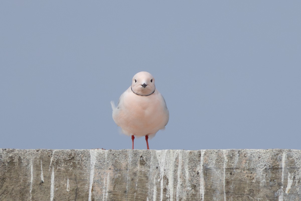 Ross's Gull - ML637596696
