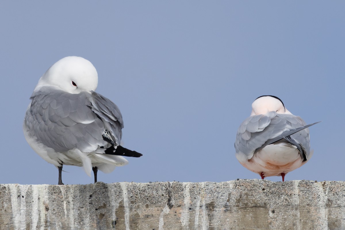 Ross's Gull - ML637596702