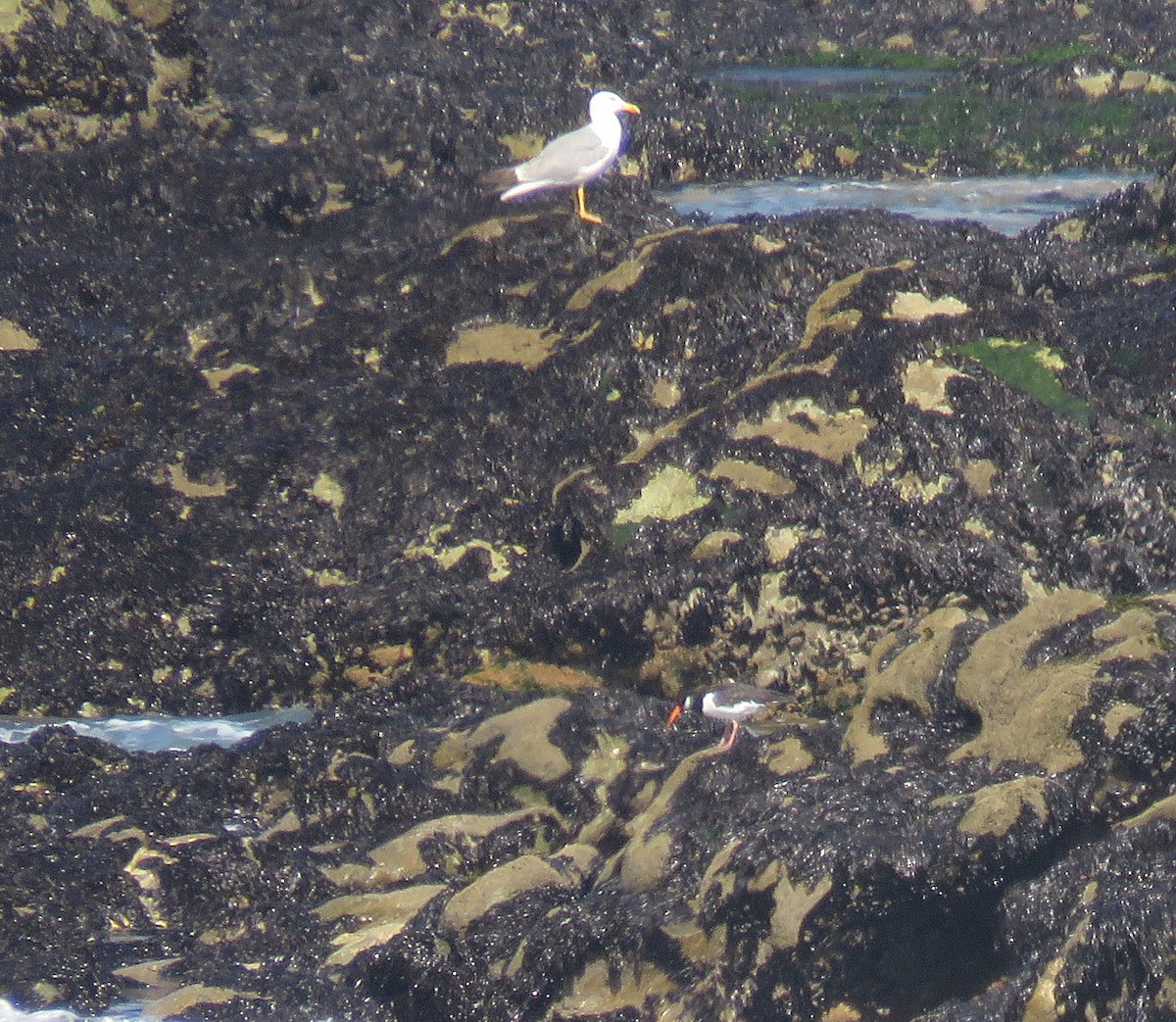 Yellow-legged Gull - ML637596703