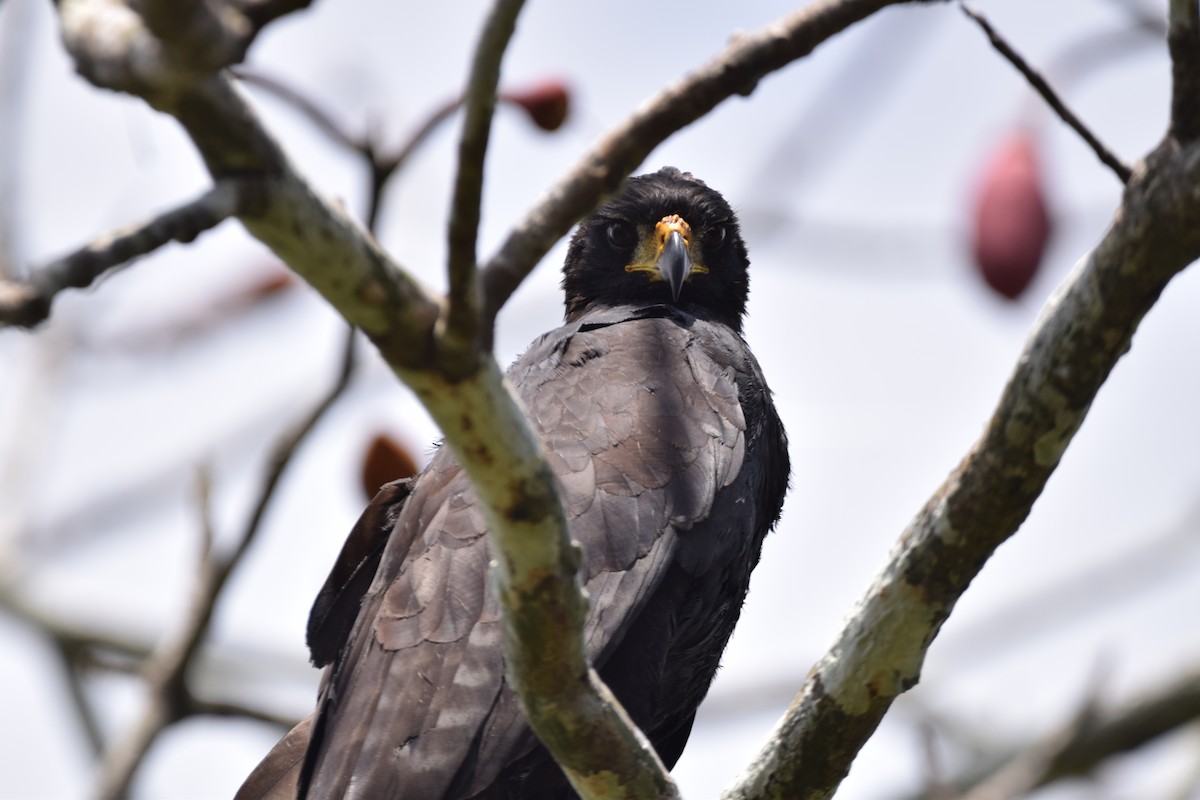 Great Black Hawk - ML637596706