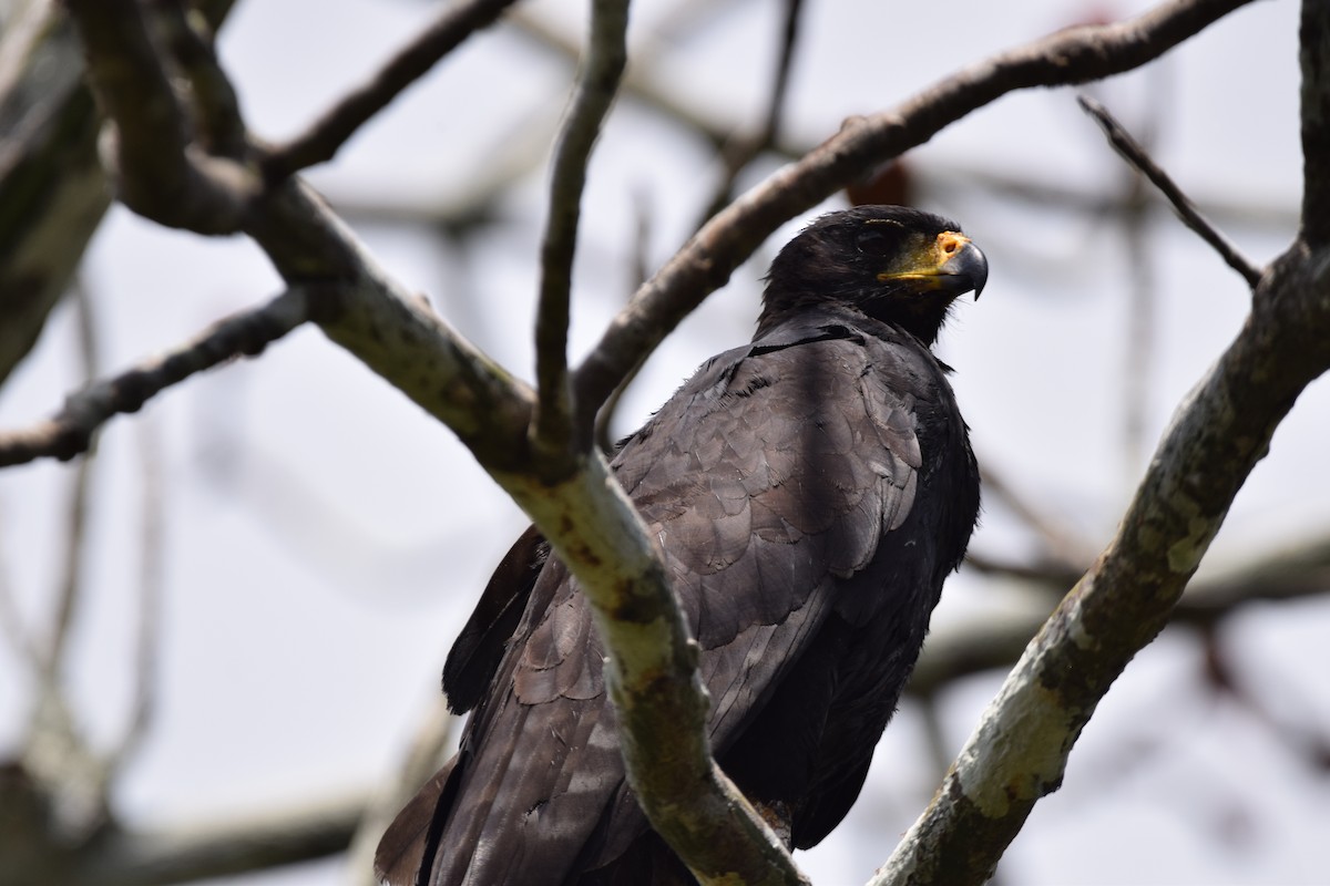 Great Black Hawk - ML637596707