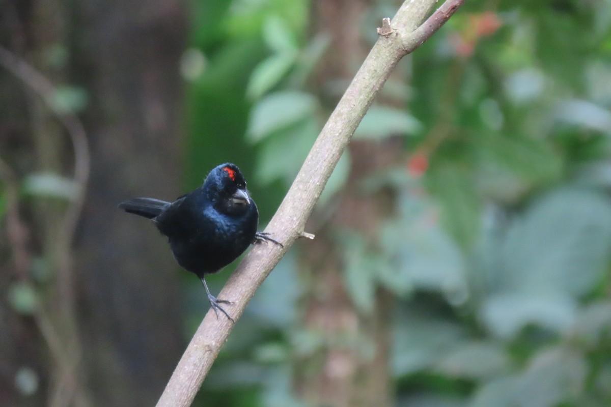 Ruby-crowned Tanager - ML637596750