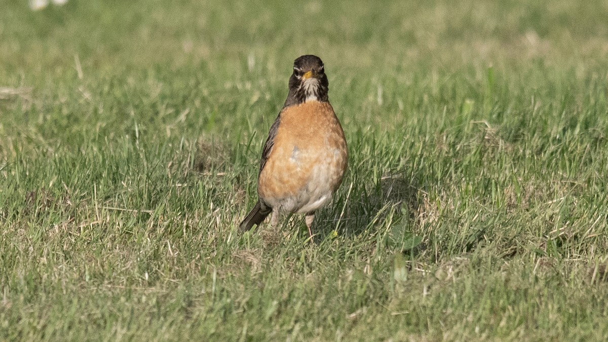 コマツグミ - ML637596764