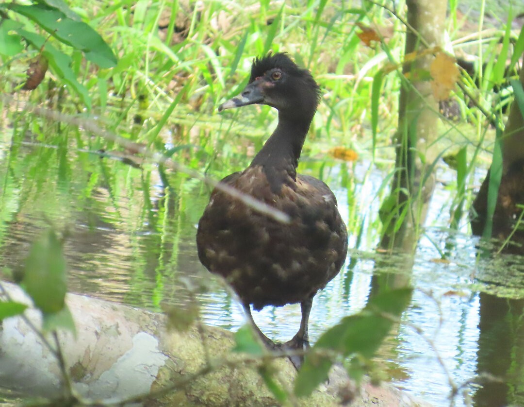 Muscovy Duck - ML637596800