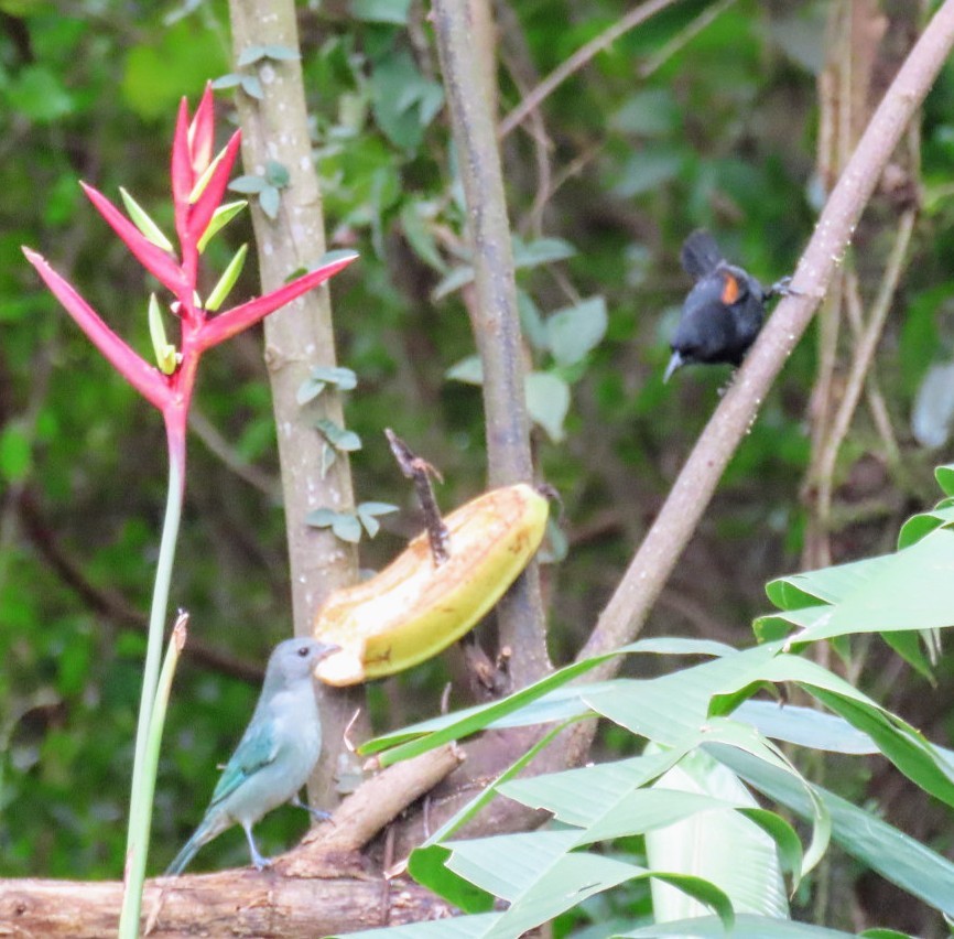 Variable Oriole - ML637596810