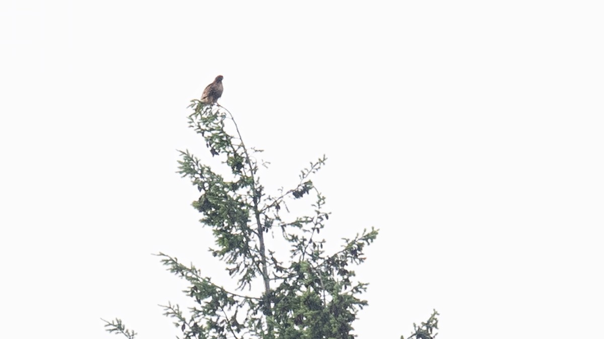 アカオノスリ - ML637596815