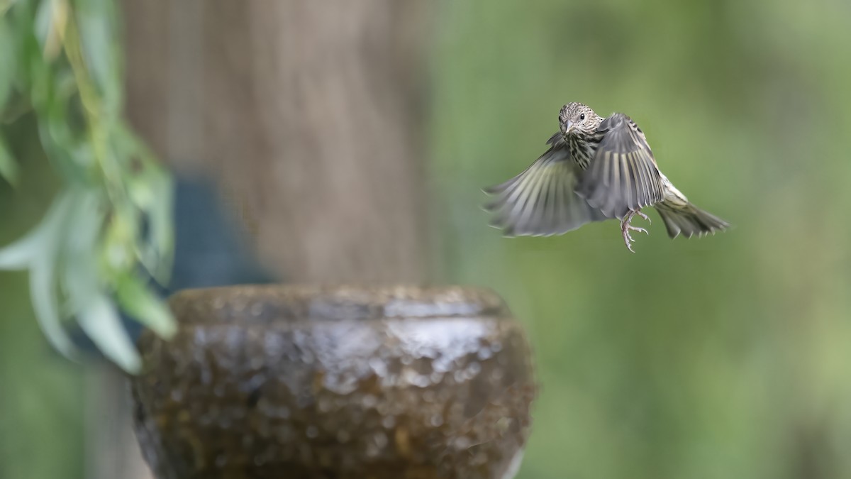 マツノキヒワ - ML637596861