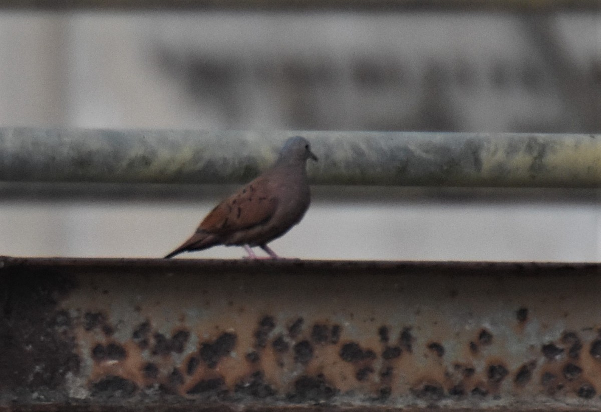 Ruddy Ground Dove - ML637596886