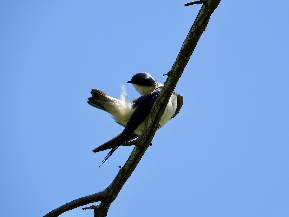 Tree Swallow - ML637596896