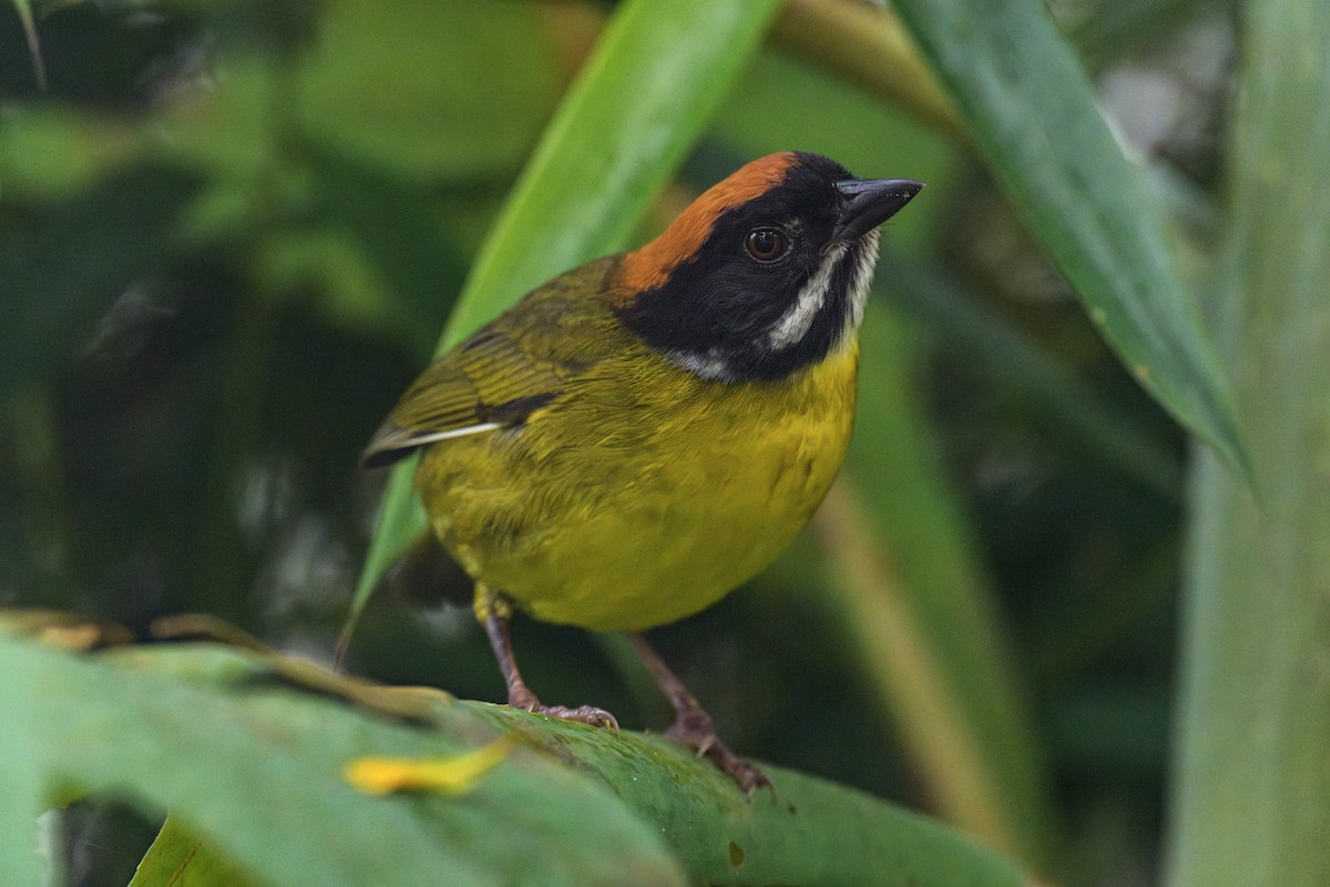 Moustached Brushfinch - ML637596917