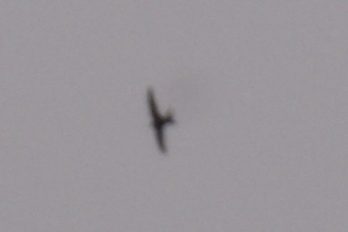 Common Swift - ML637596988
