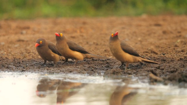 アカハシウシツツキ - ML637596989