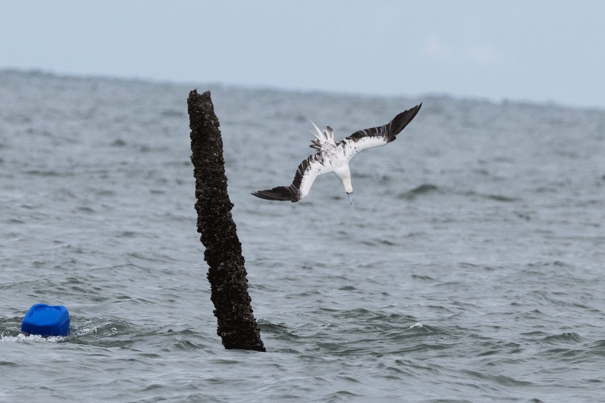 Red-footed Booby - ML637596994