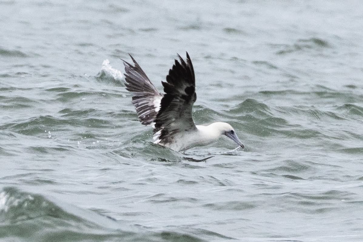 Red-footed Booby - ML637596995