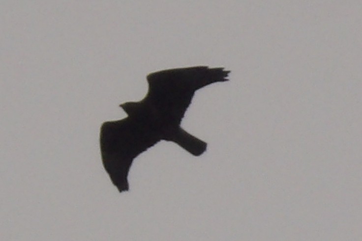 Common Buzzard - ML637597010