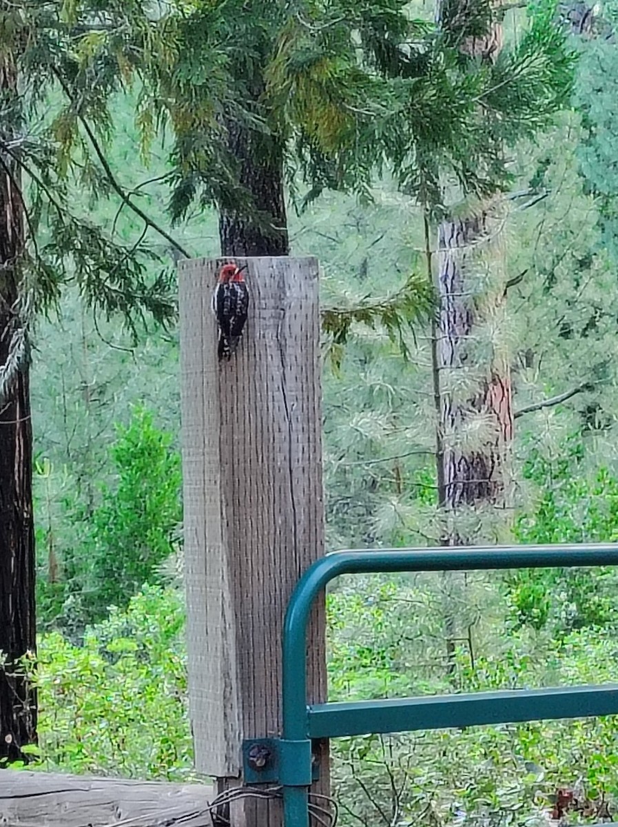 Red-breasted Sapsucker - ML637597020